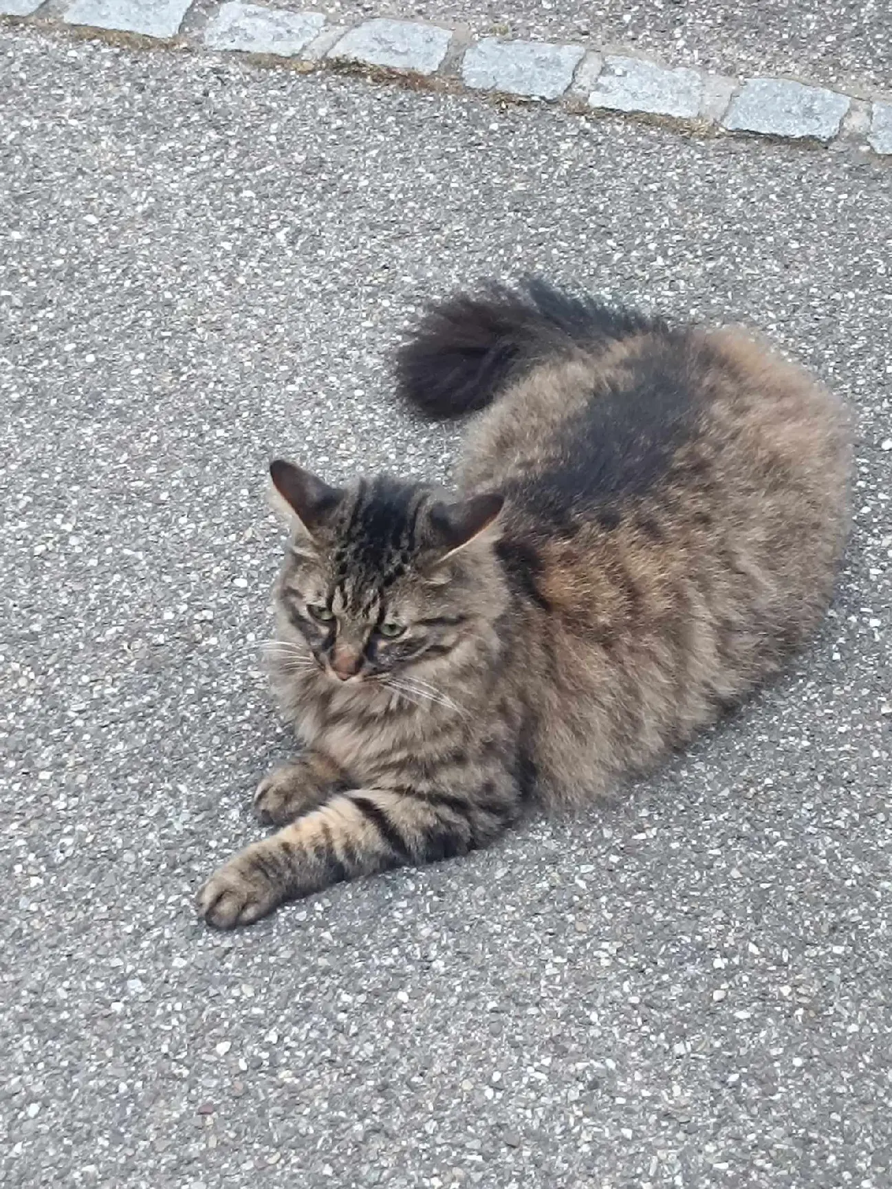 Chat Perdu 67 Bas-Rhin - Loki Chat Perdu 67 Bas-Rhin - Loki