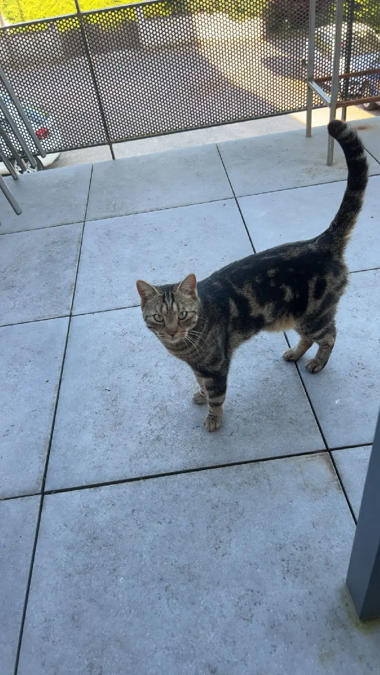 gato perdido 29 Rue de la Source 67280 Oberhaslach Loki gato lost 29 Rue de la Source 67280 Oberhaslach Loki
