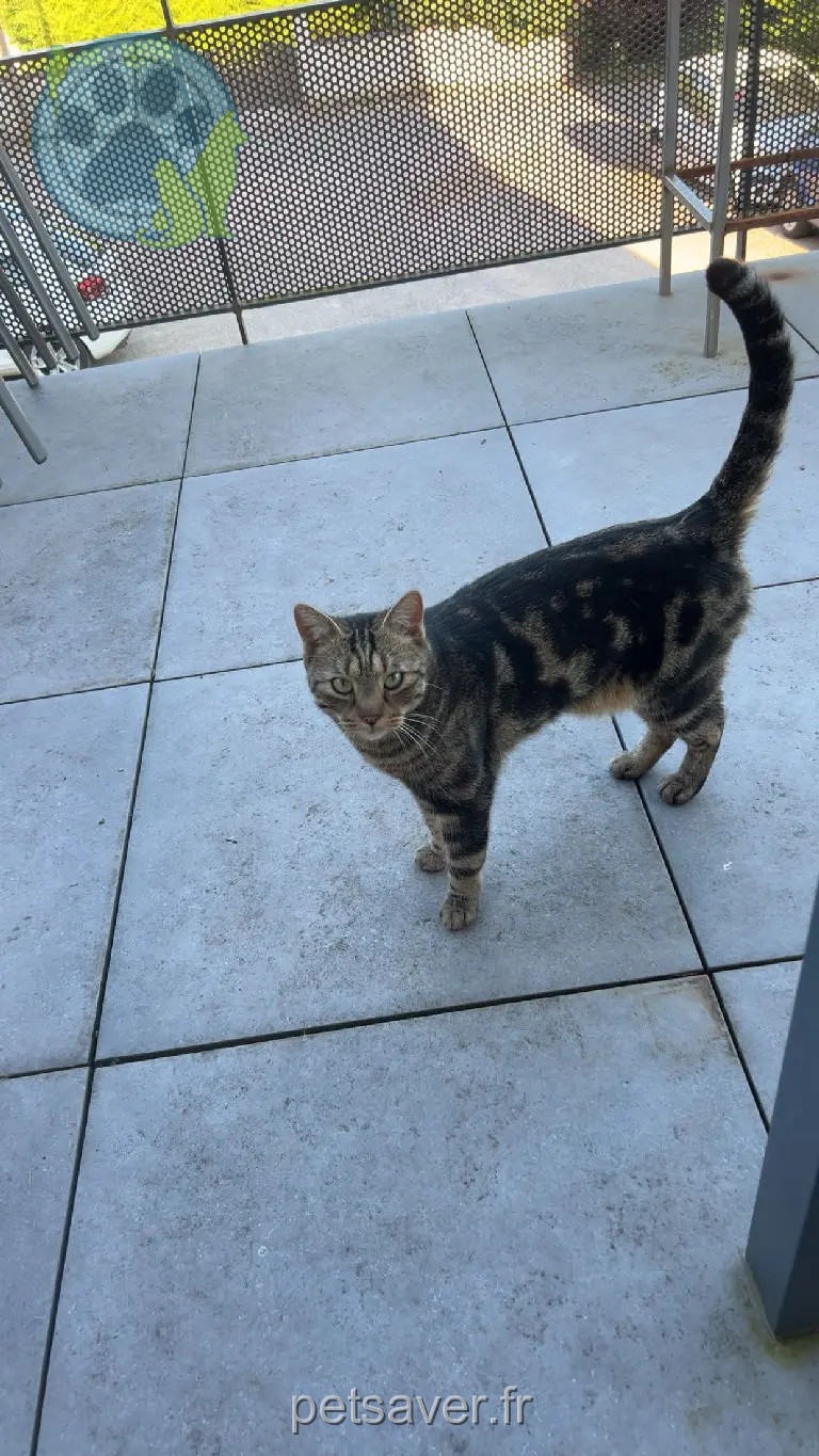 cat lost 29 Rue de la Source 67280 Oberhaslach Loki cat lost 29 Rue de la Source 67280 Oberhaslach Loki