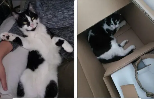 chat lost   67480 Rœschwoog Loki