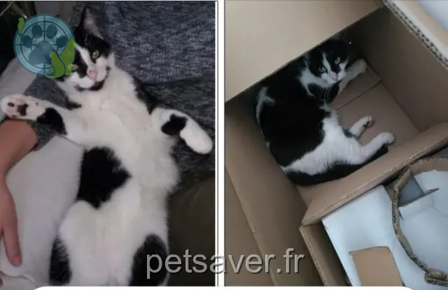 kater vermist 67480 Rœschwoog Loki kater lost 67480 Rœschwoog Loki