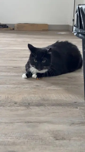 chat lost   67310 Wasselonne Loky