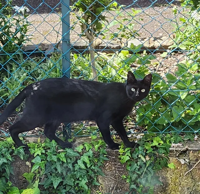 chat lost   67600 Sélestat Looping
