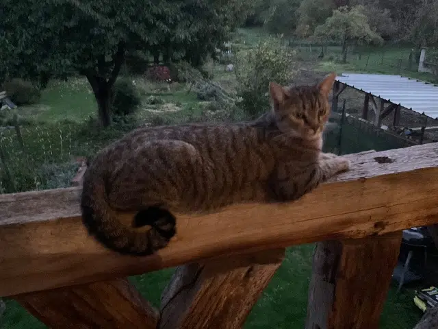 chat lost   67720 Weyersheim Lupin