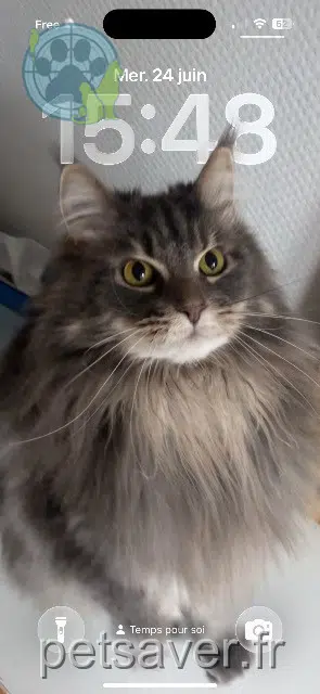 chat lost   67202 Wolfisheim Magnum