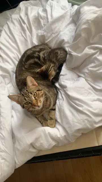 chat perdu 67240 Oberhoffen-sur-Moder Maki chat lost 67240 Oberhoffen-sur-Moder Maki