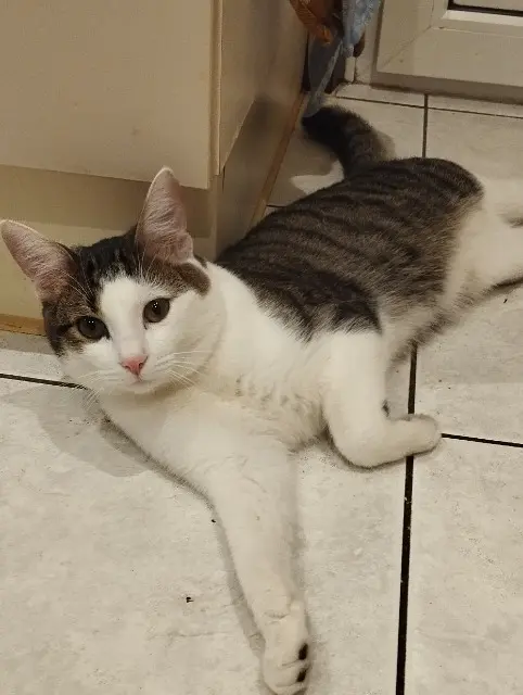 chat lost   67500 Haguenau Malo