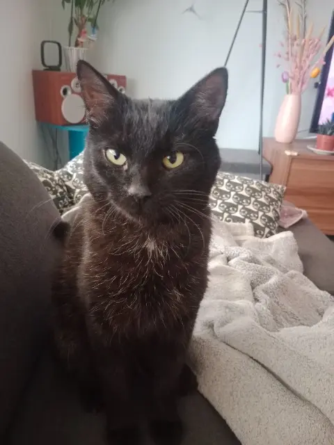 chat lost   67120 Molsheim Malo