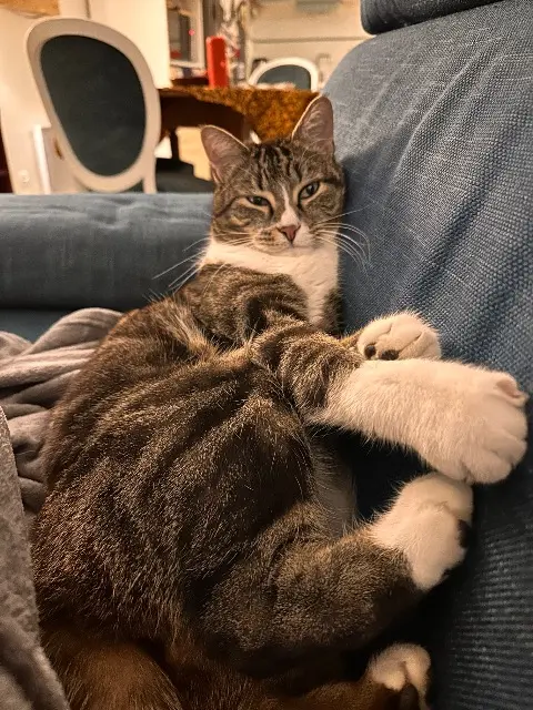 chat lost   67270 Wilwisheim Maxwell