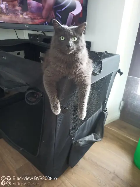 chat lost   67550 Vendenheim Meiko