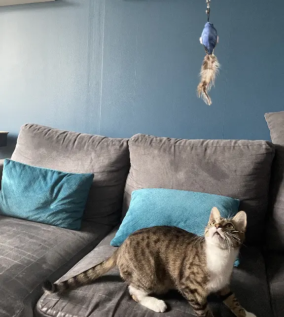 Chat Perdu 67 Bas-Rhin - Milo Chat Perdu 67 Bas-Rhin - Milo