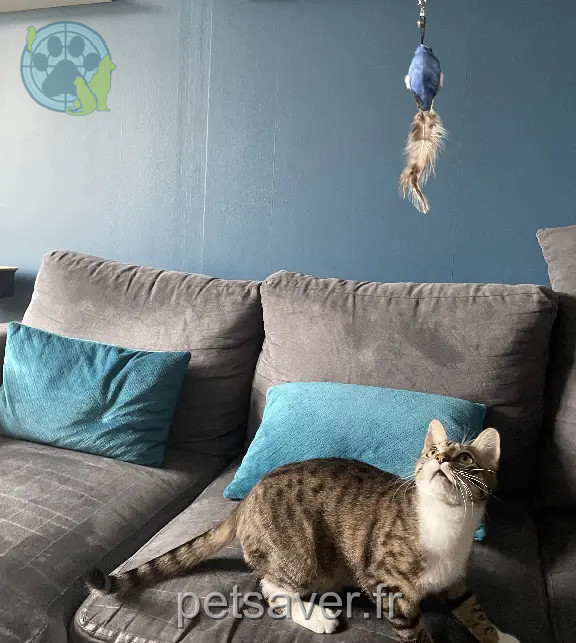 Chat Perdu 67 Bas-Rhin - Milo Chat Perdu 67 Bas-Rhin - Milo