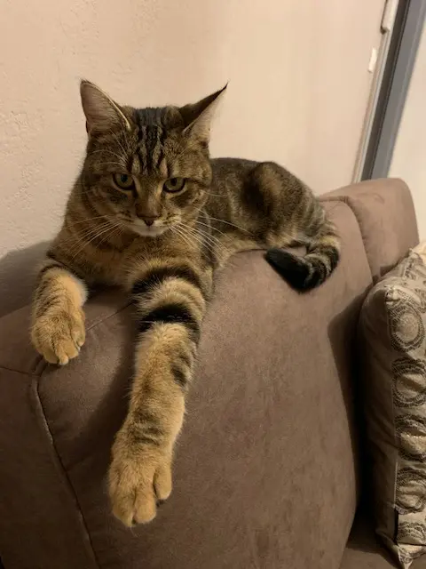 Kater vermisst 67230 Huttenheim Milo Kater lost 67230 Huttenheim Milo