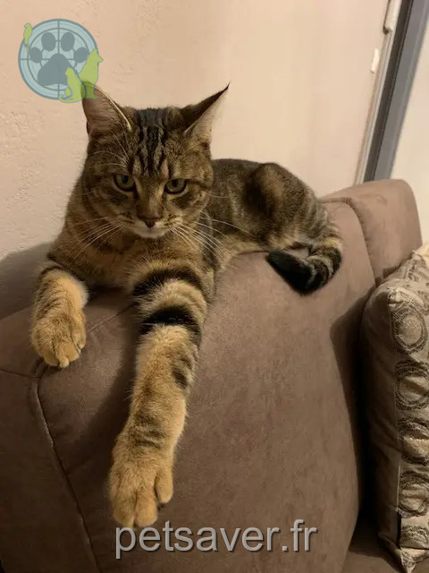 cat lost 67230 Huttenheim Milo cat lost 67230 Huttenheim Milo