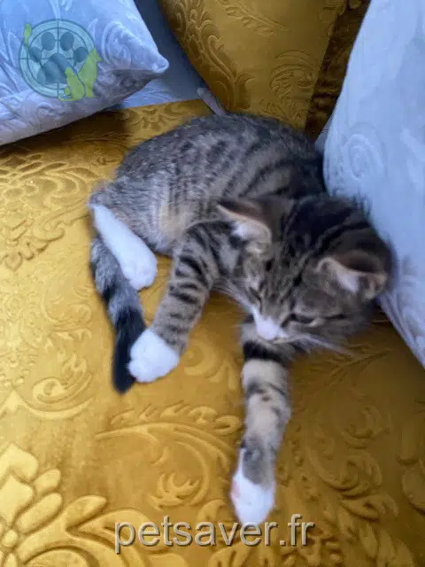 chat lost 67170 Brumath Mimi