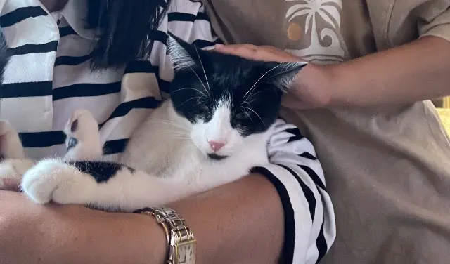 chat lost   67170 Brumath Minouche