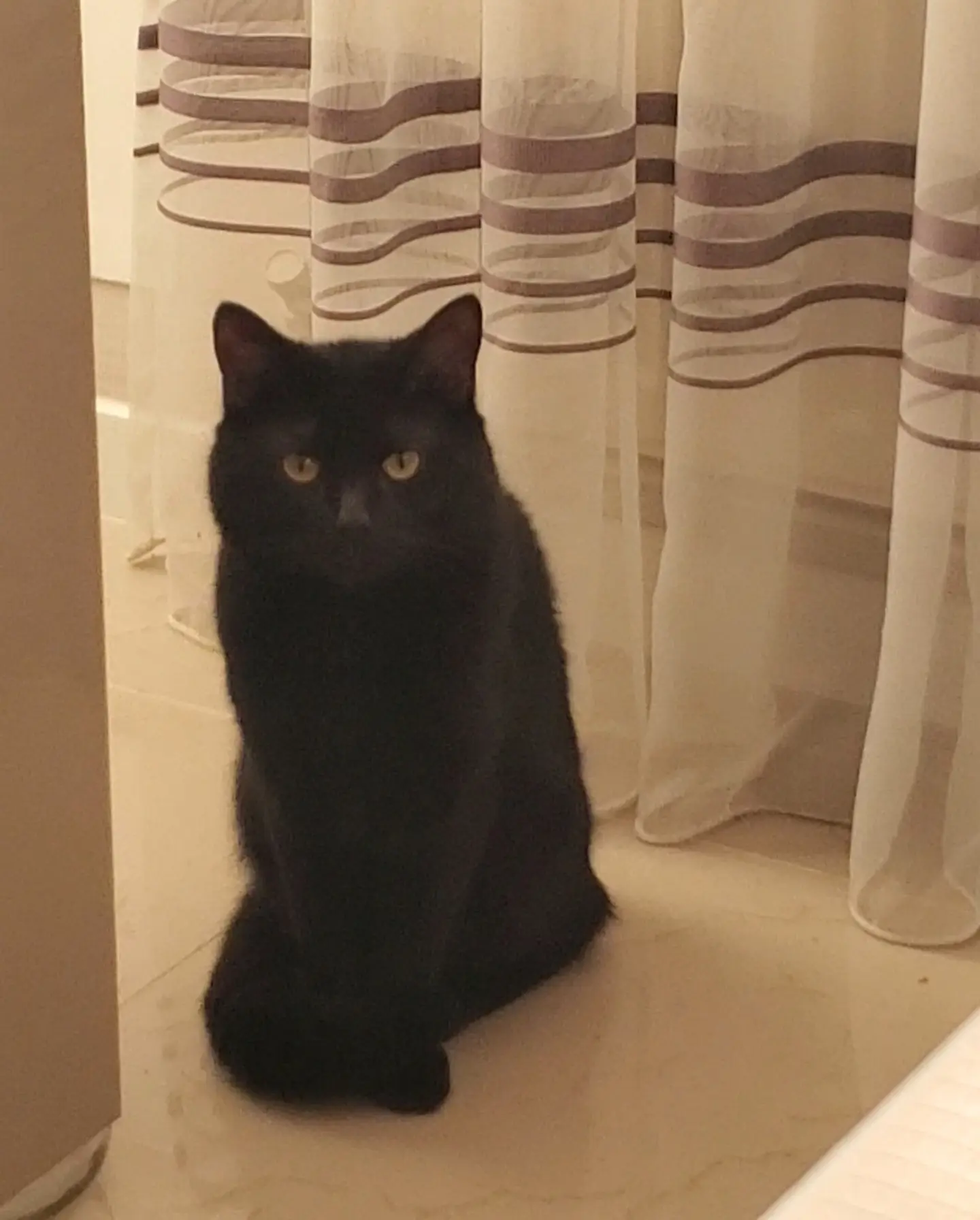 Chat Perdu 67 Bas-Rhin - Missa Chat Perdu 67 Bas-Rhin - Missa
