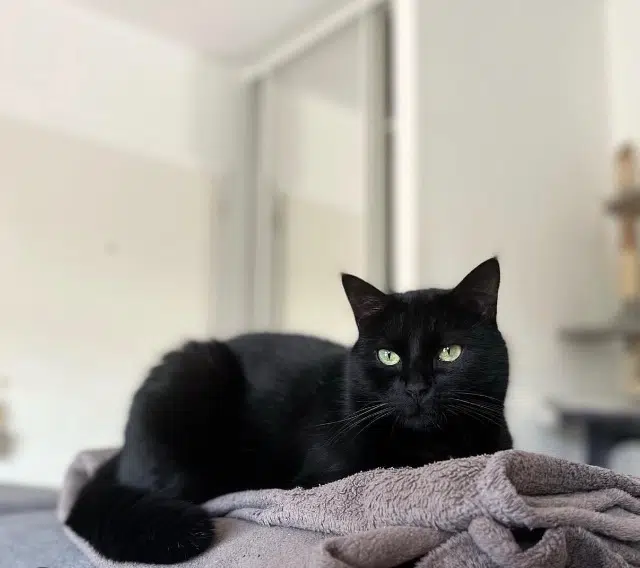 chat lost   67880 Innenheim Moka