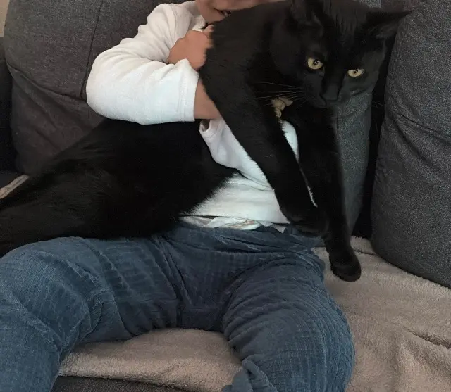 chat lost   67300 Schiltigheim Moon