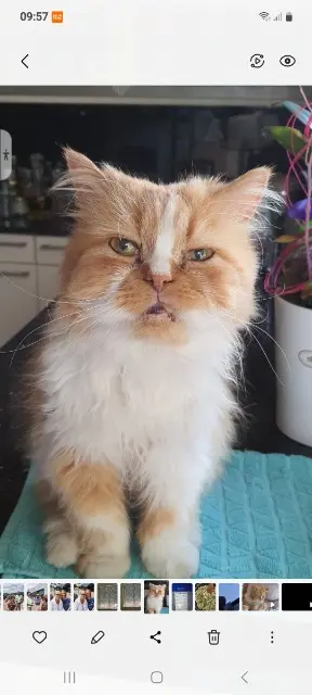 chat lost   67118 Geispolsheim Morfé