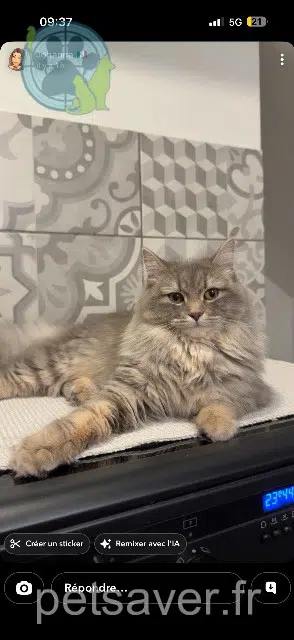 chat lost   67240 Bischwiller Moshi