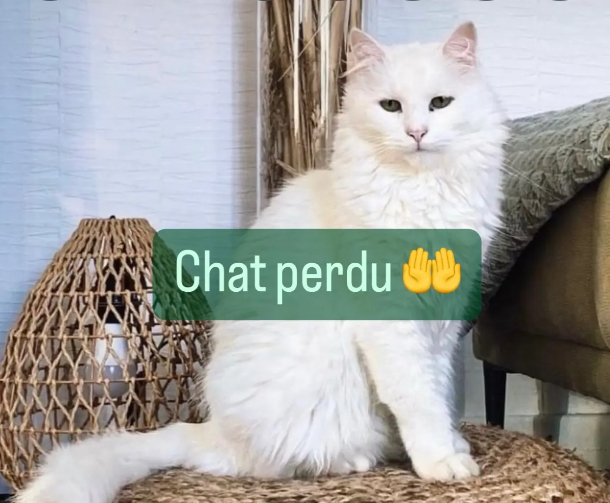 Chat Perdu 67 Bas-Rhin - Mozart-dit-momo Chat Perdu 67 Bas-Rhin - Mozart-dit-momo