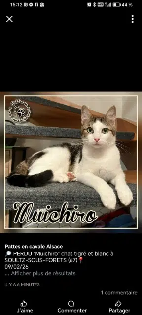 chat lost   67250 Soultz-sous-Forêts Muichiro