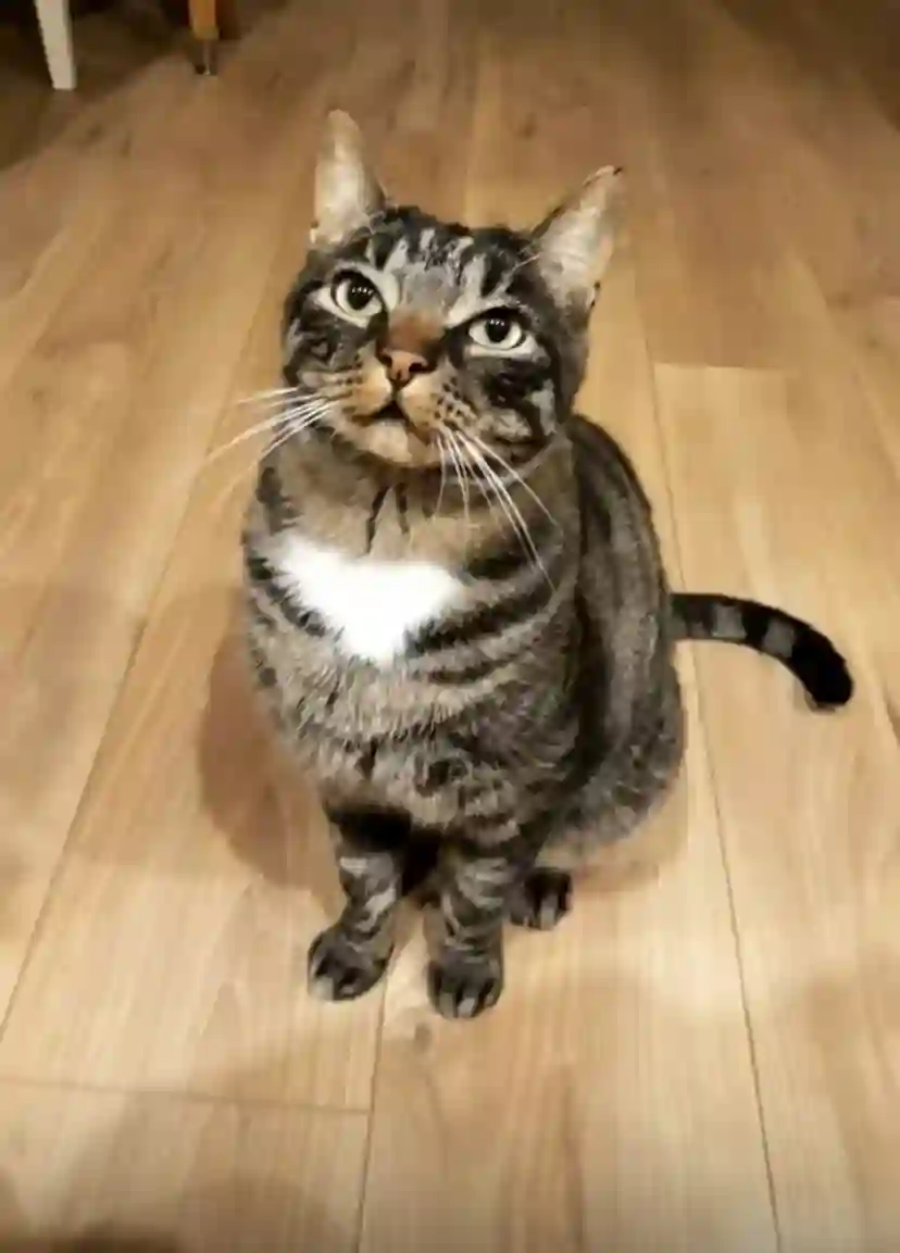 Chat Perdu 67 Bas-Rhin - Nestor Chat Perdu 67 Bas-Rhin - Nestor