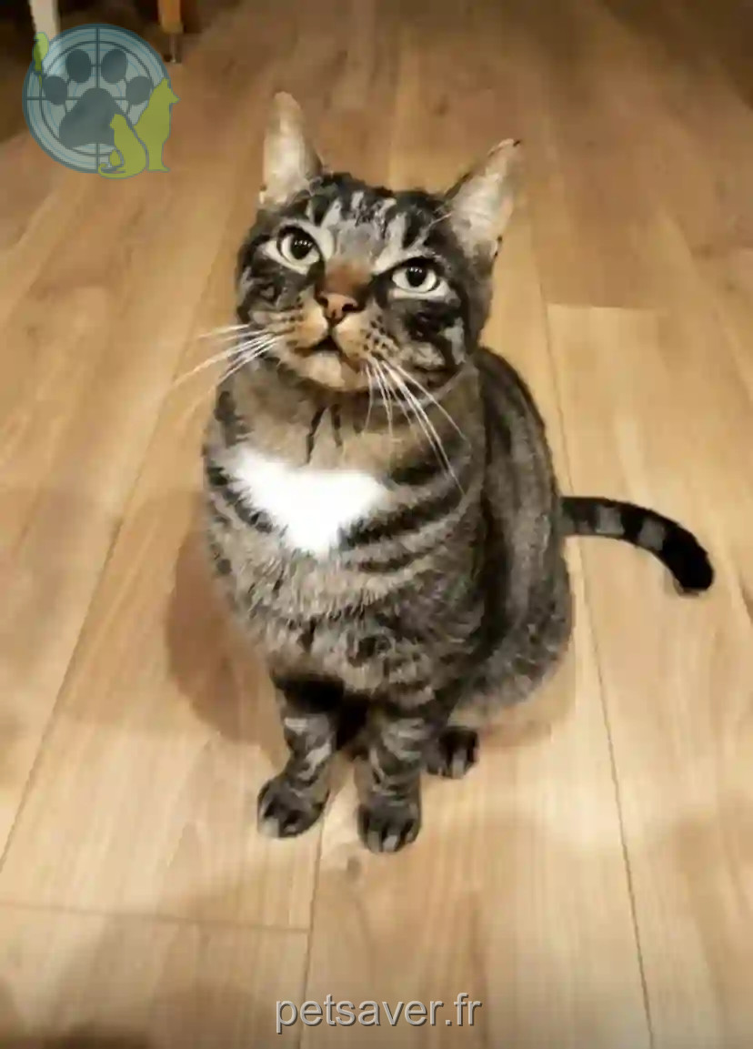 Chat Perdu 67 Bas-Rhin - Nestor Chat Perdu 67 Bas-Rhin - Nestor