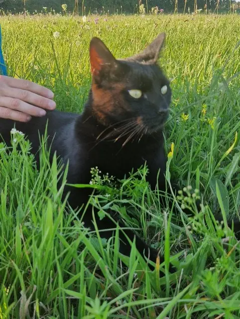 gato perdido 67330 Bouxwiller Noché gato lost 67330 Bouxwiller Noché