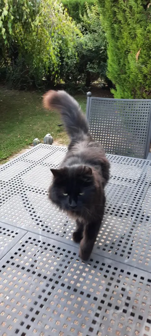 Chat Perdu 67 Bas-Rhin - Noireaud Chat Perdu 67 Bas-Rhin - Noireaud