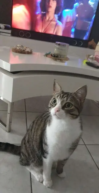 chat lost   67150 Matzenheim Nougat