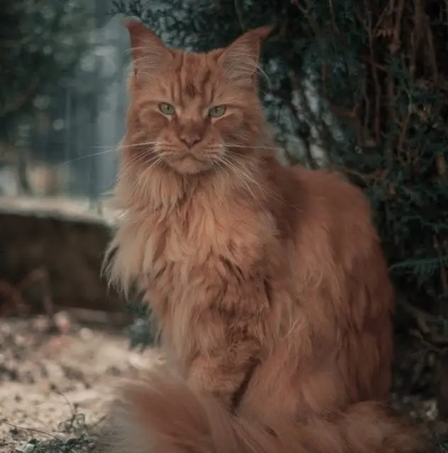chat lost   67310 Dahlenheim Nyron
