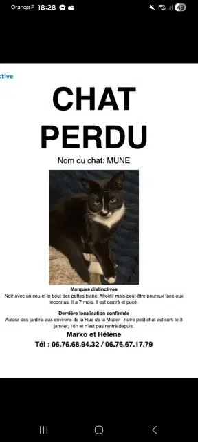 chat lost   67330 Obermodern-Zutzendorf Mune