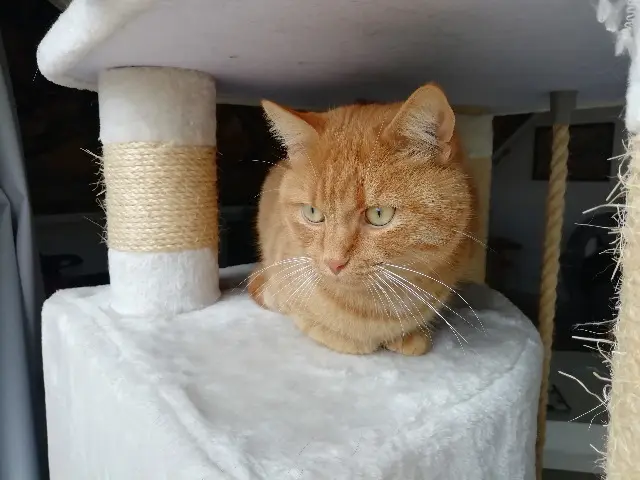 chat lost   67116 Reichstett Omaley