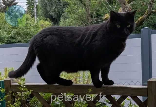 chat lost   67230 Diebolsheim Oni
