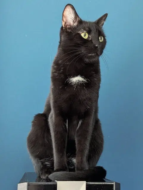 gato perdido 67250 Kutzenhausen Onyx gato lost 67250 Kutzenhausen Onyx