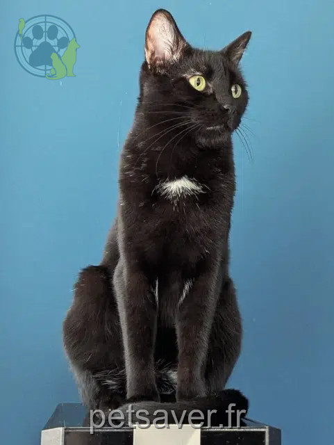 chat perdu 67250 Kutzenhausen Onyx chat lost 67250 Kutzenhausen Onyx