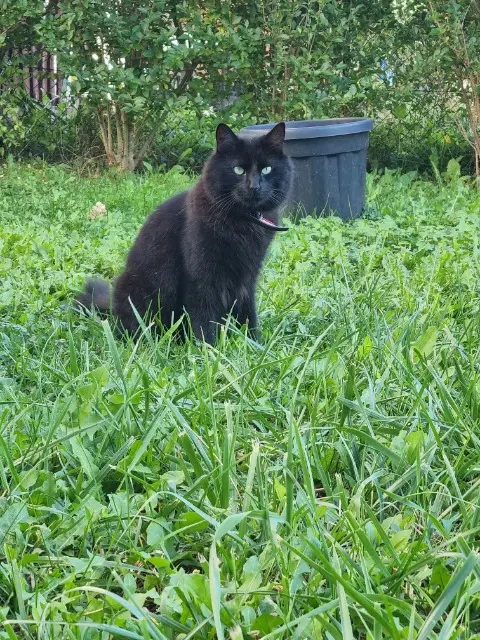 chat lost   67250 Soultz-sous-Forêts Onyx