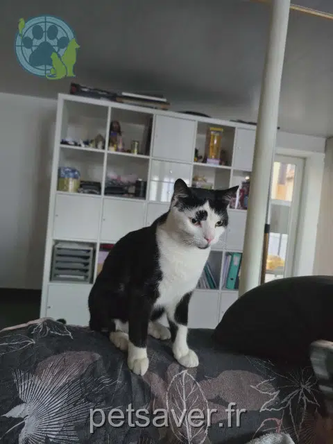 cat lost   67120 Altorf Onyx