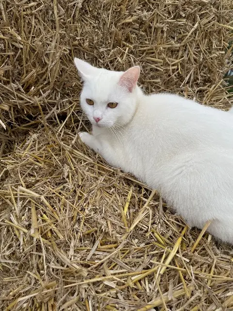 chat lost   67770 Sessenheim Orpheus
