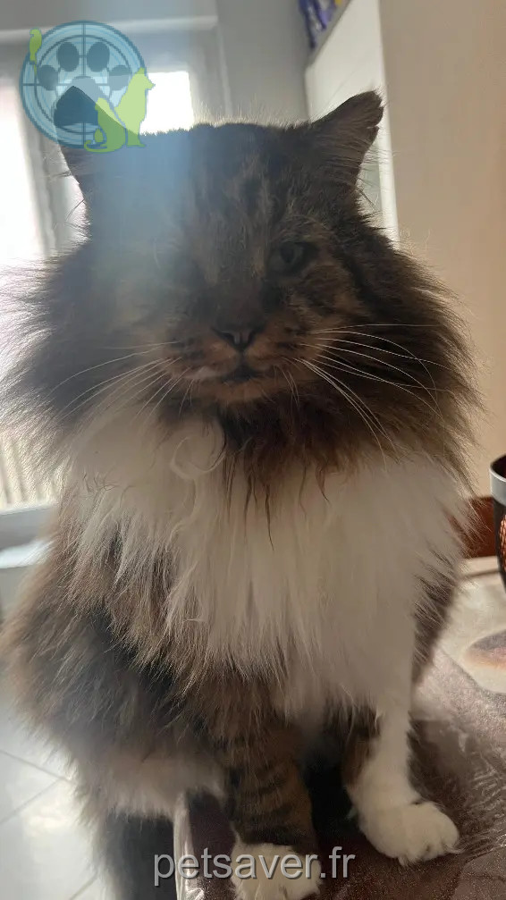 Chat Perdu 67 Bas-Rhin - Pacha Chat Perdu 67 Bas-Rhin - Pacha