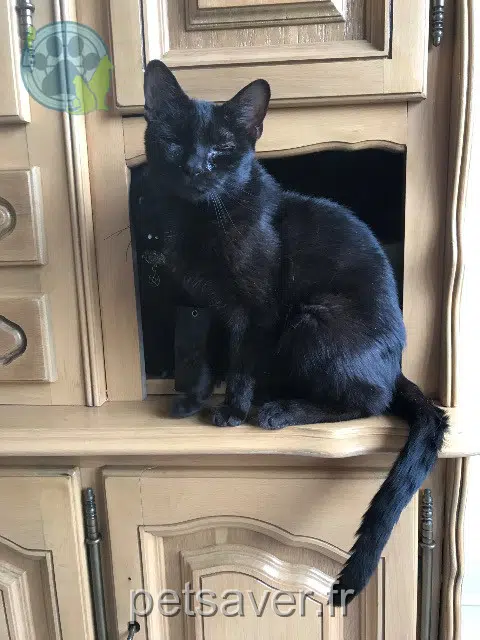 Kater vermisst 67700 Saverne Papillon Kater lost 67700 Saverne Papillon