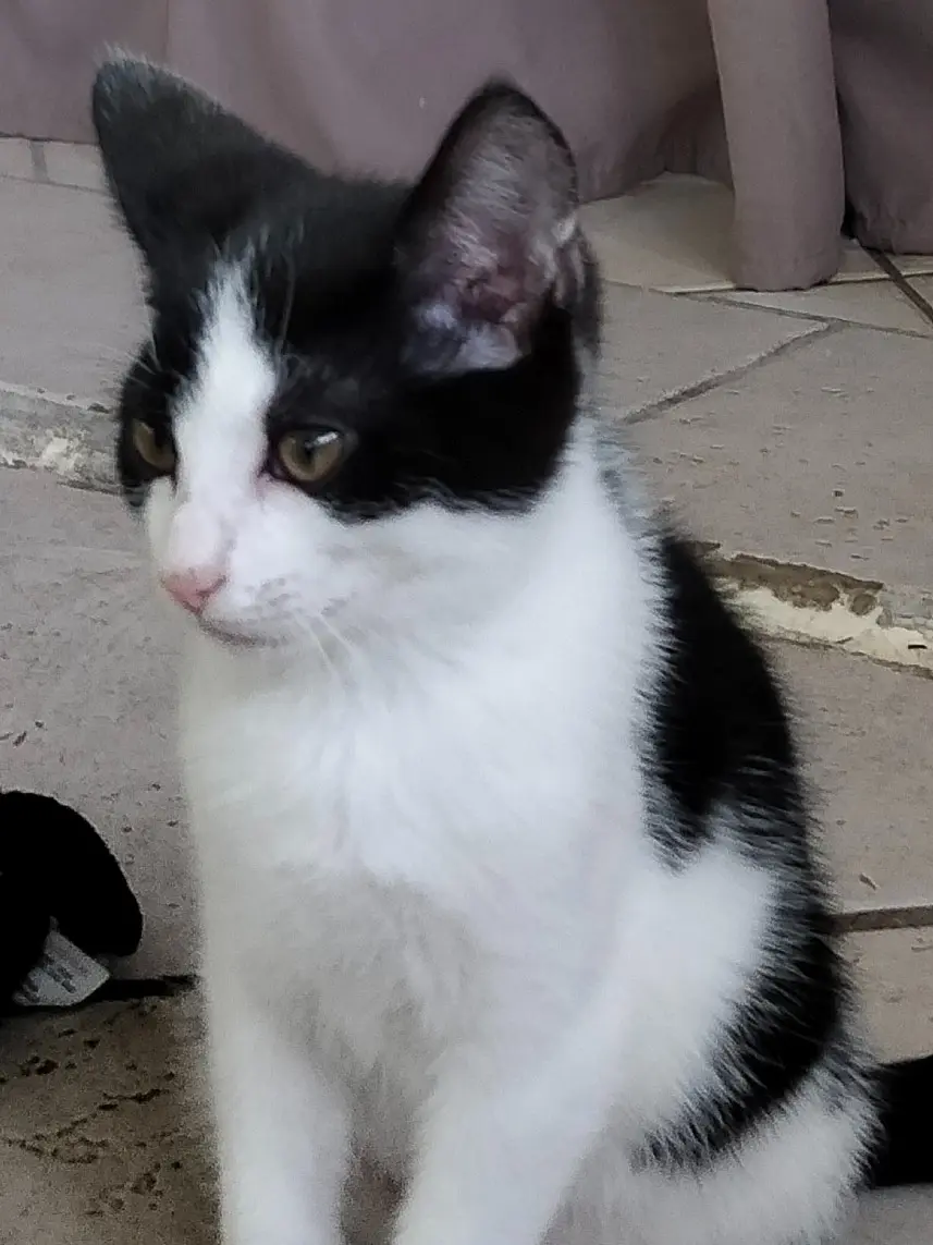 Chat Perdu 67 Bas-Rhin - Pavarotti Chat Perdu 67 Bas-Rhin - Pavarotti