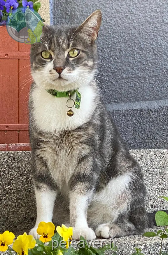 Chat Perdu 67 Bas-Rhin - Paşa Chat Perdu 67 Bas-Rhin - Paşa