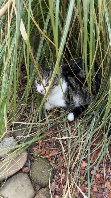 chat lost   67260 Rimsdorf Pinceau