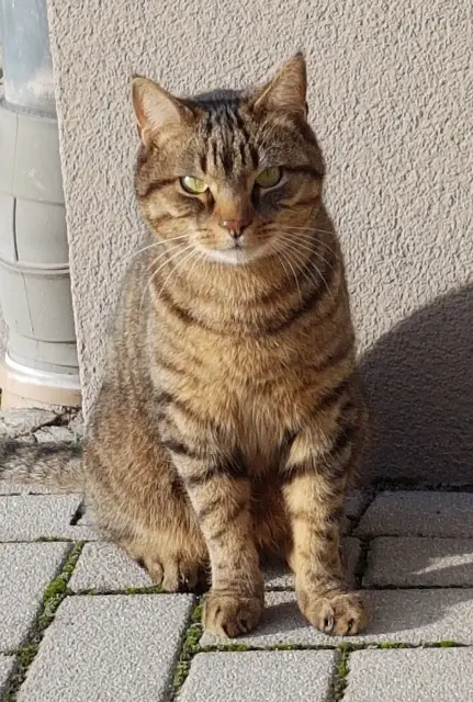 chat lost   67170 Brumath Plume