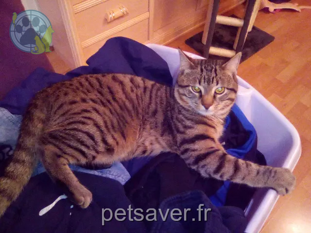 gato perdido 67170 Brumath PLUME gato lost 67170 Brumath PLUME