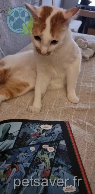 gatto lost   67670 Waltenheim-sur-Zorn Pumba
