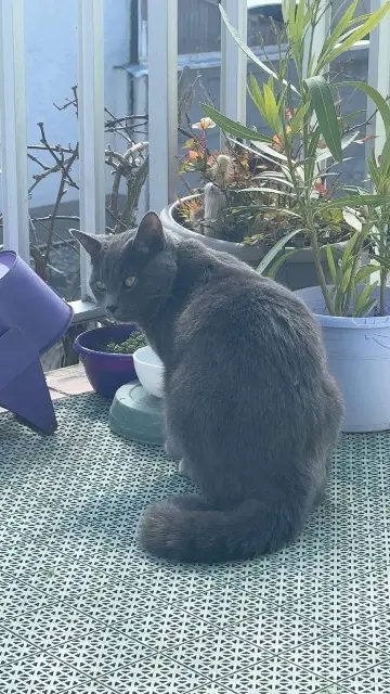 chat lost   67540 Ostwald Pupuce